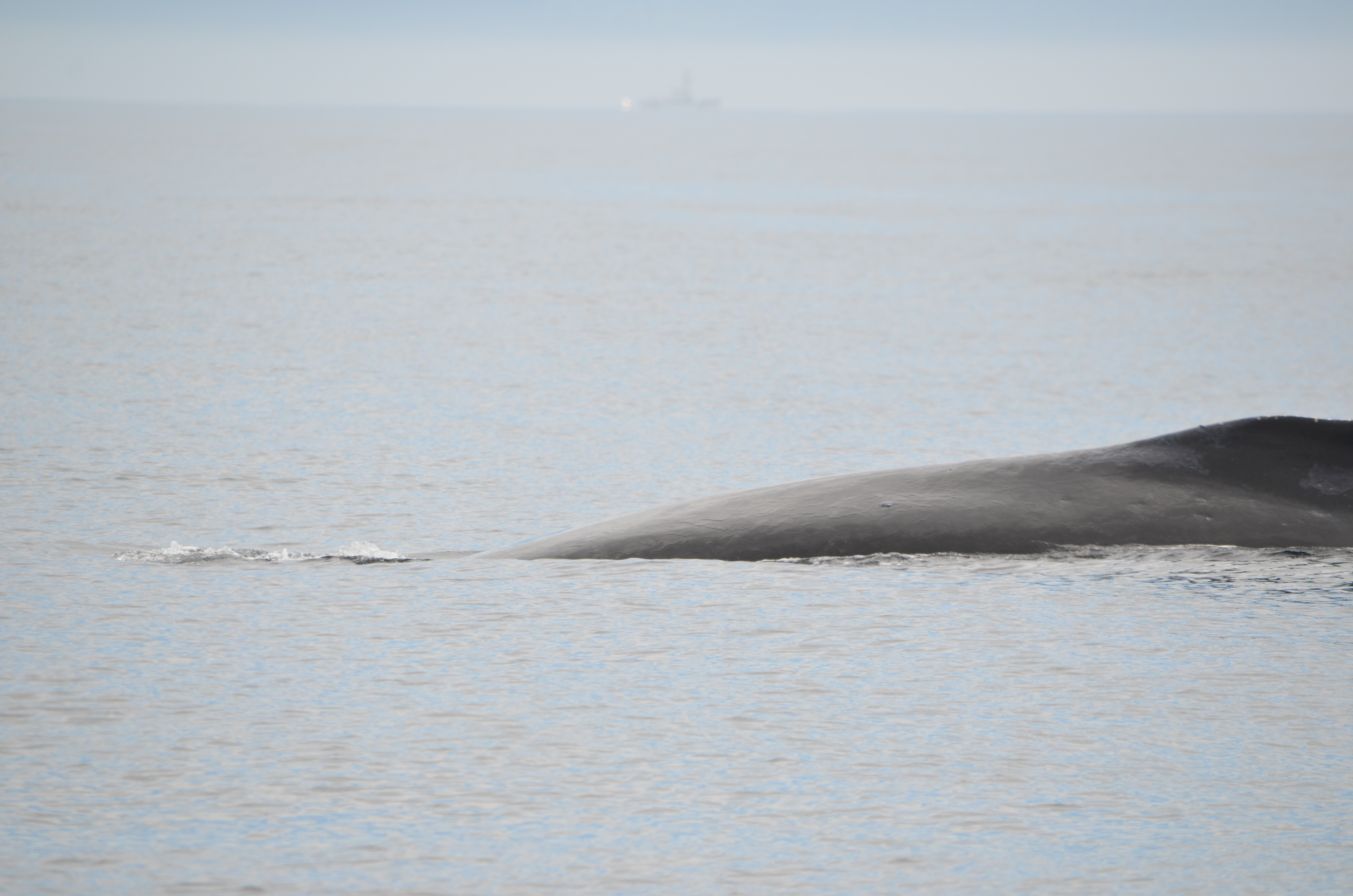 photos/wildlife/Mammal_Species/Humpback Whale/DSC_0045.JPG